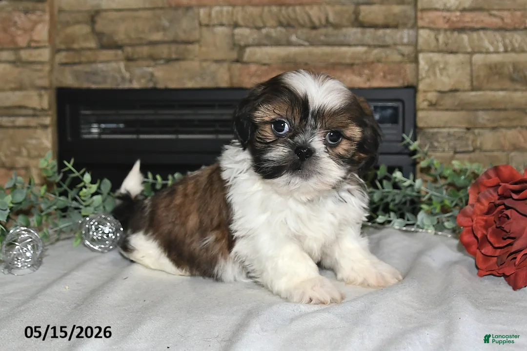 Shih Tzu dogs for sale: Tiffany - Ad 1