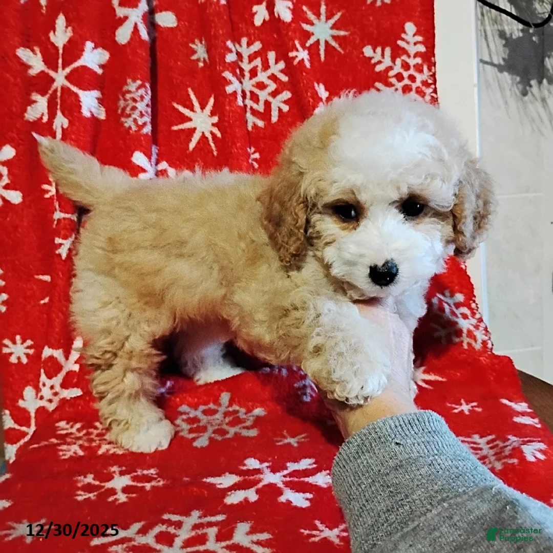 Mini Bernedoodle dogs for sale: Richie - Ad 6