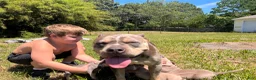 American Bully dogs for sale: American Bully Puppy 1 - Ad 6