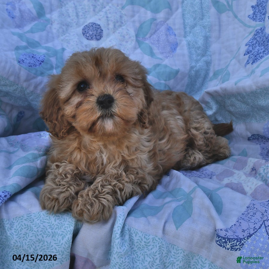 Cavapoo dogs Polly - Ad 2
