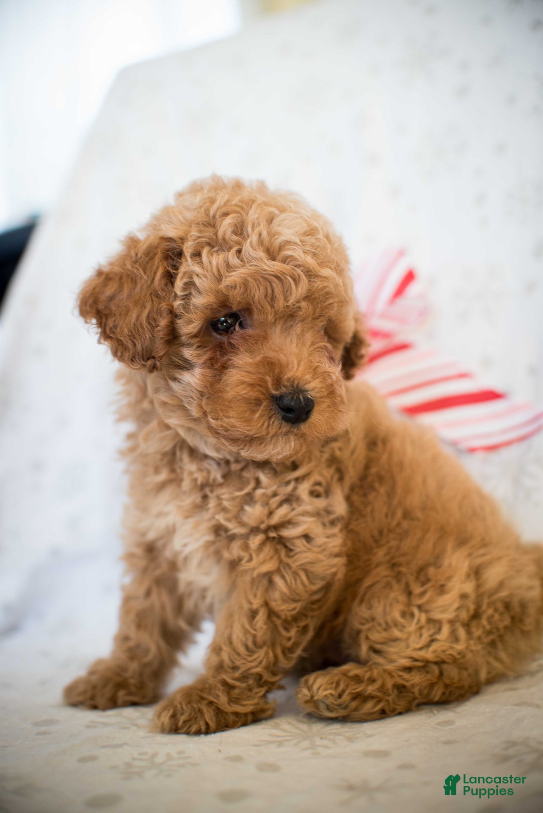 Miniature Poodle dogs for sale: Marley - Ad 6