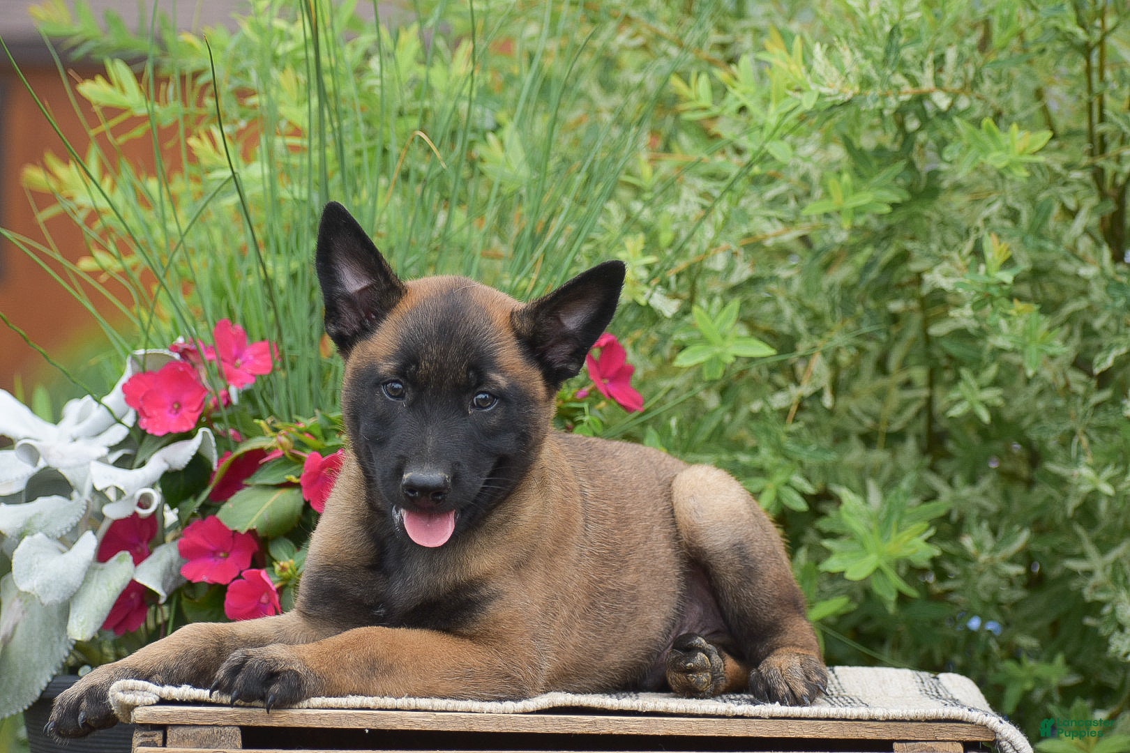 Belgian Malinois dogs Mateo - Ad 2
