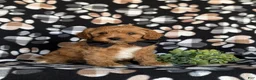 Cavapoo dogs for sale: Murphy - Ad 2
