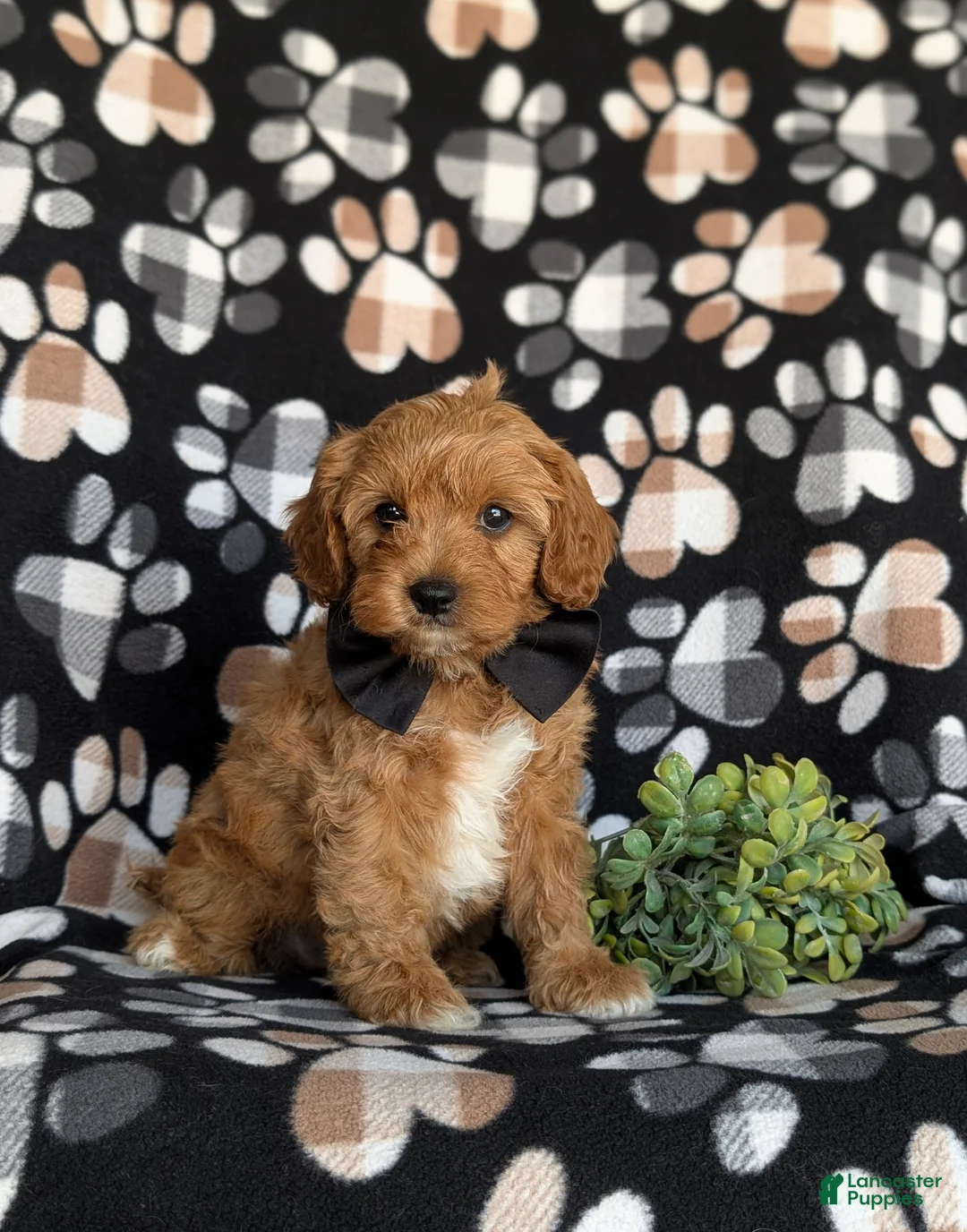 Cavapoo dogs for sale: Murphy - Ad 2