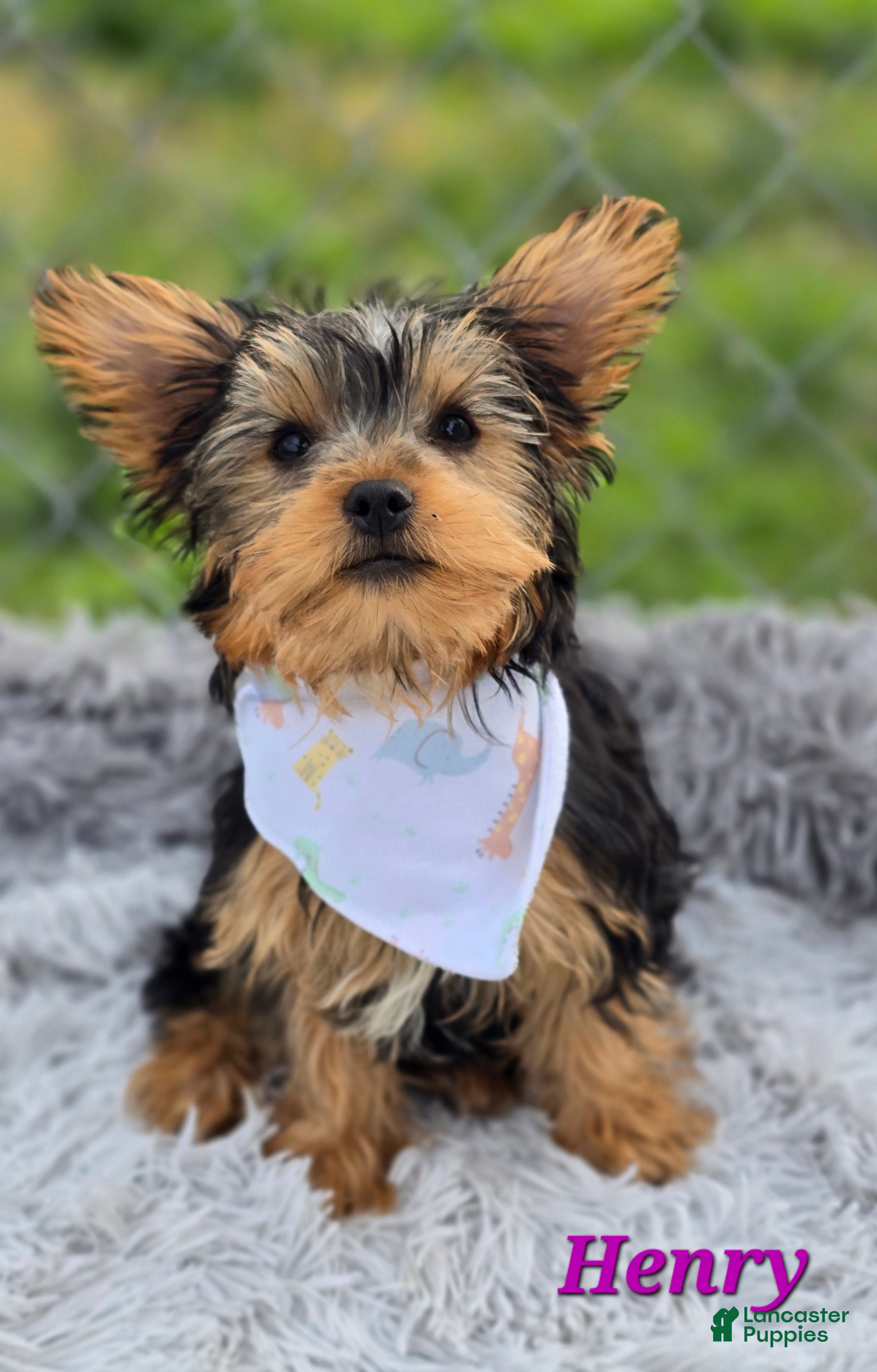 Yorkshire Terrier dogs Henry - Ad 29