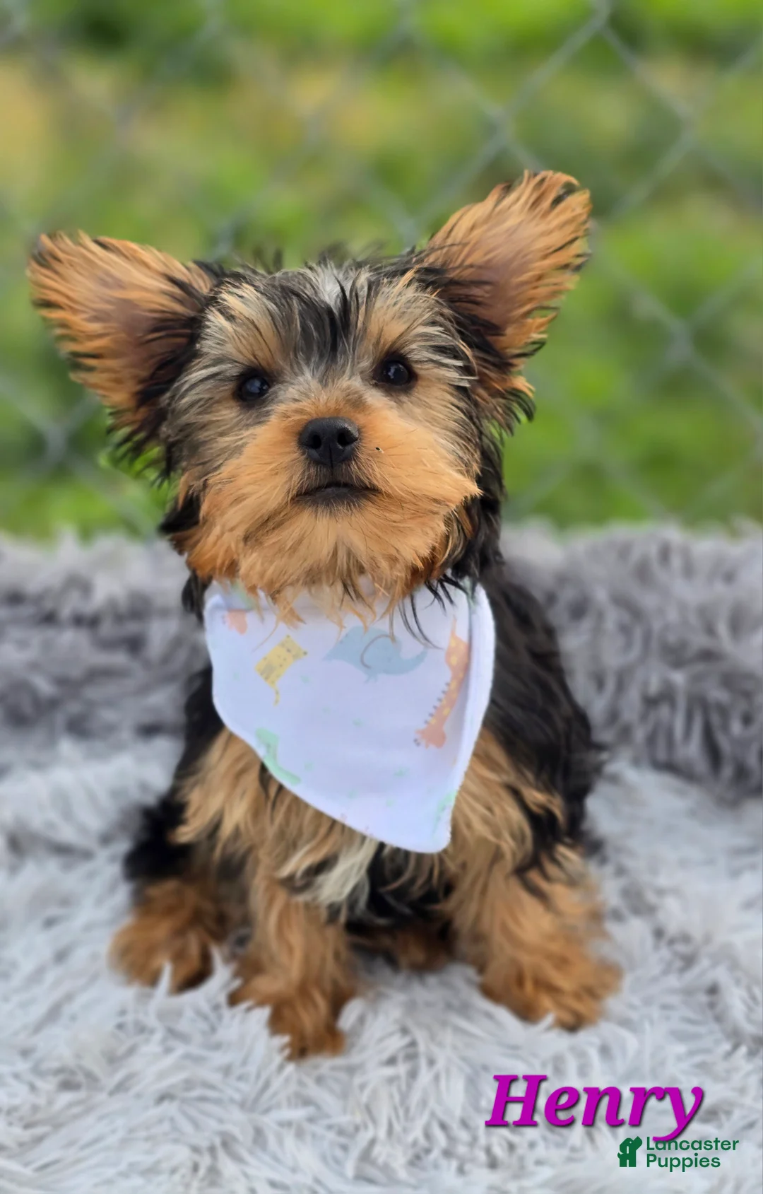 Yorkshire Terrier dogs for sale: Henry - Ad 1