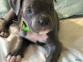 American Bully dogs - Ad 21