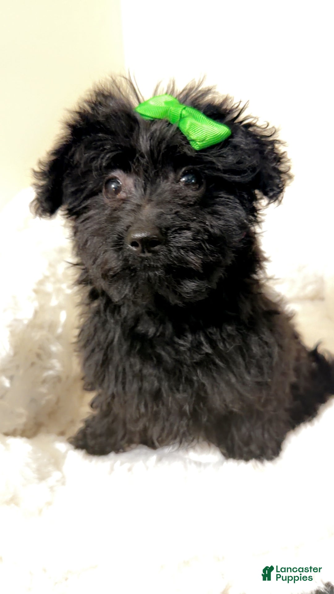 Yorkiepoo dogs for sale: Zara  - Ad 3
