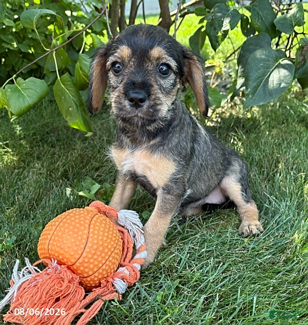 Schnoodle dogs Tilly - Ad 2