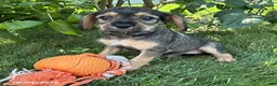 Schnoodle dogs for sale: Tilly - Ad 2