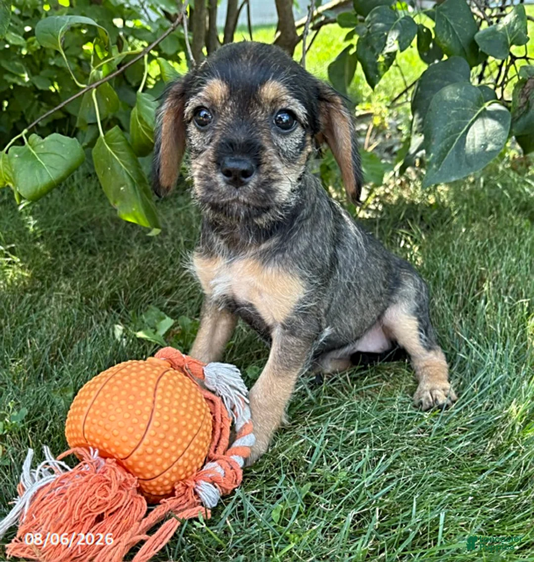Schnoodle dogs for sale: Tilly - Ad 2
