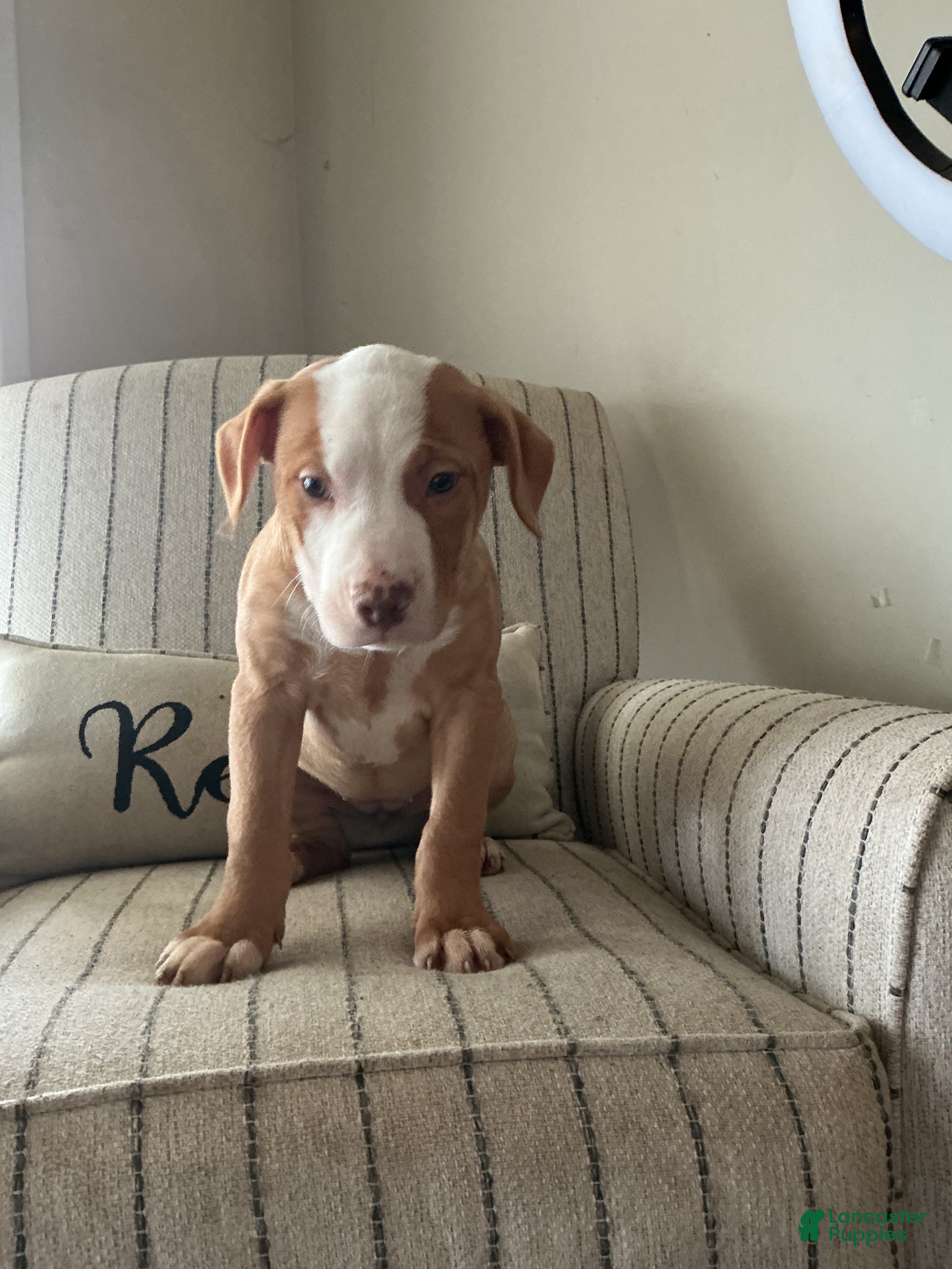 American Bully dogs Harley  - Ad 1