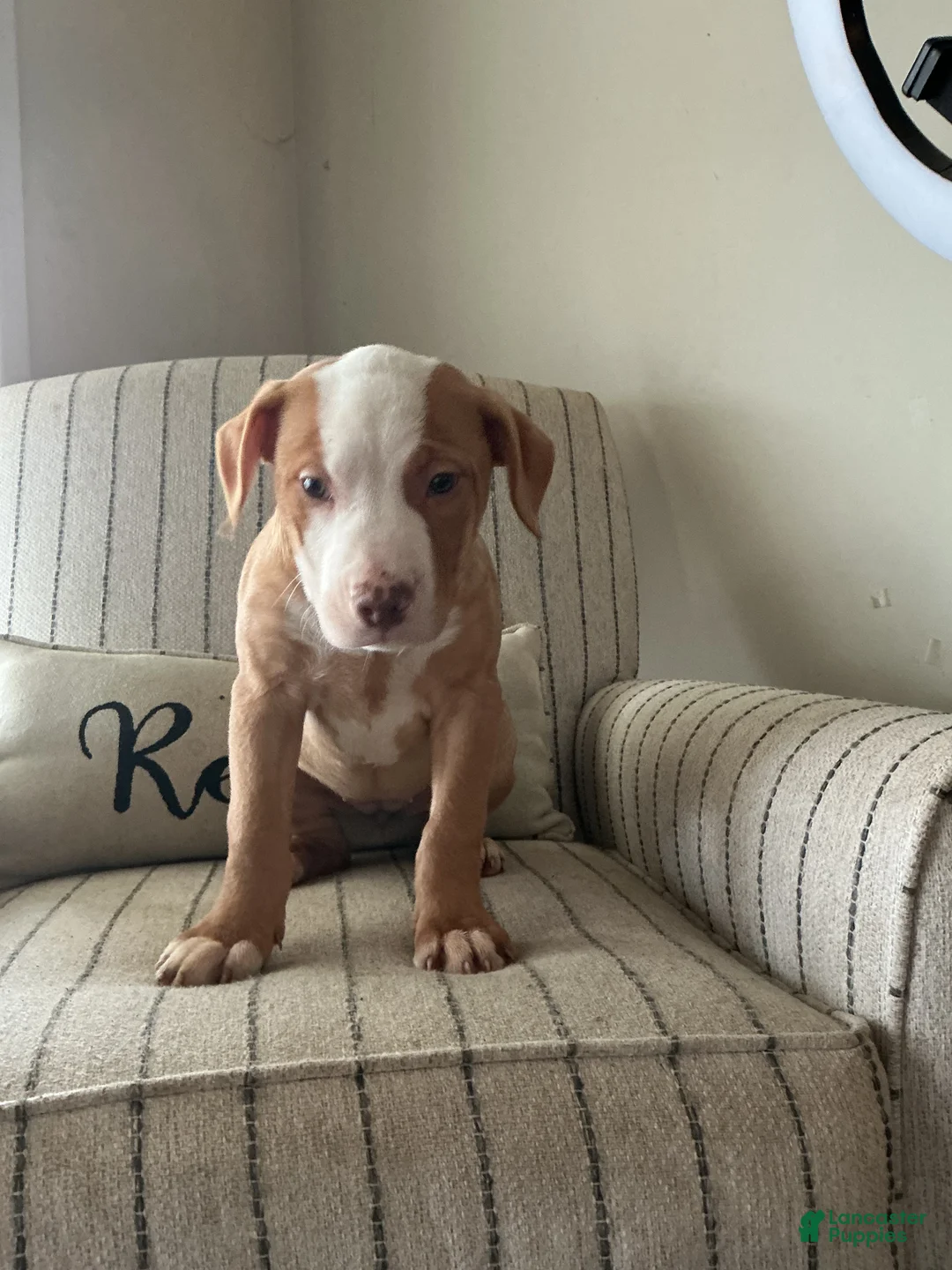 American Bully dogs for sale: Harley  - Ad 1