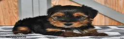 Mixed Breed dogs for sale: Arlen - Ad 4