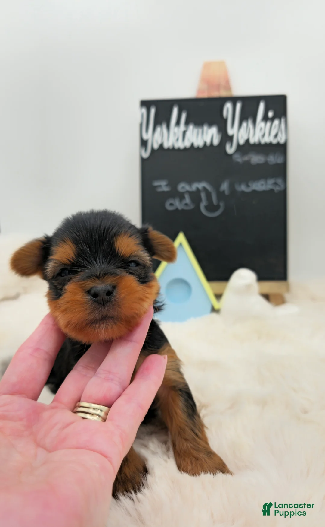 Yorkshire Terrier dogs for sale: Luke - Ad 2