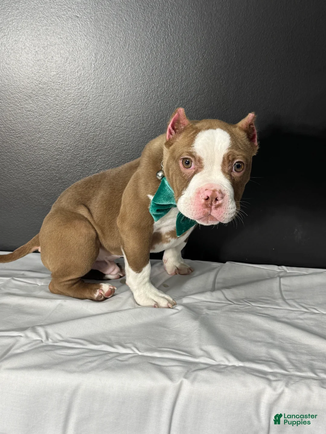 American Bully dogs for sale: Resse  - Ad 2