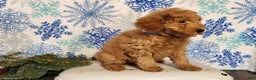 Mini Goldendoodle dogs for sale: Houston - Ad 14