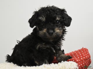 Toy Poodle dogs Bradley - Ad 29