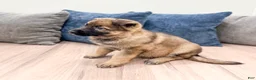 German Shepherd dogs for sale: Karla - Ad 4