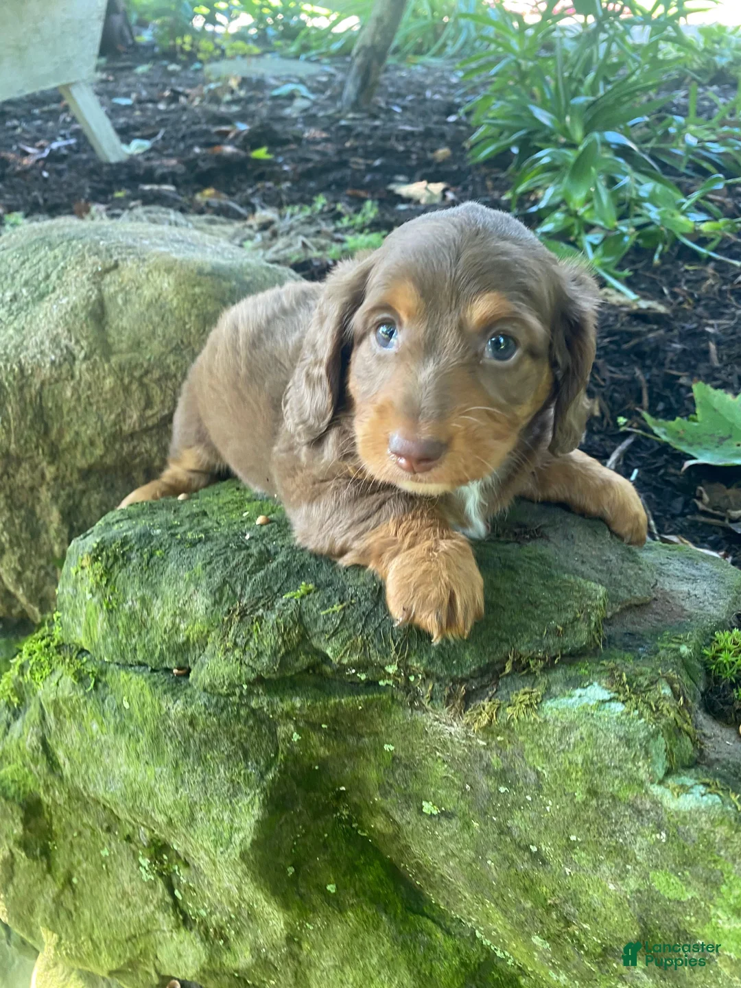 Miniature Dachshund dogs for sale: Piper - Ad 13