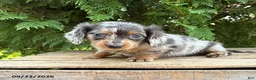 Miniature Dachshund dogs for sale: Crew - Ad 2