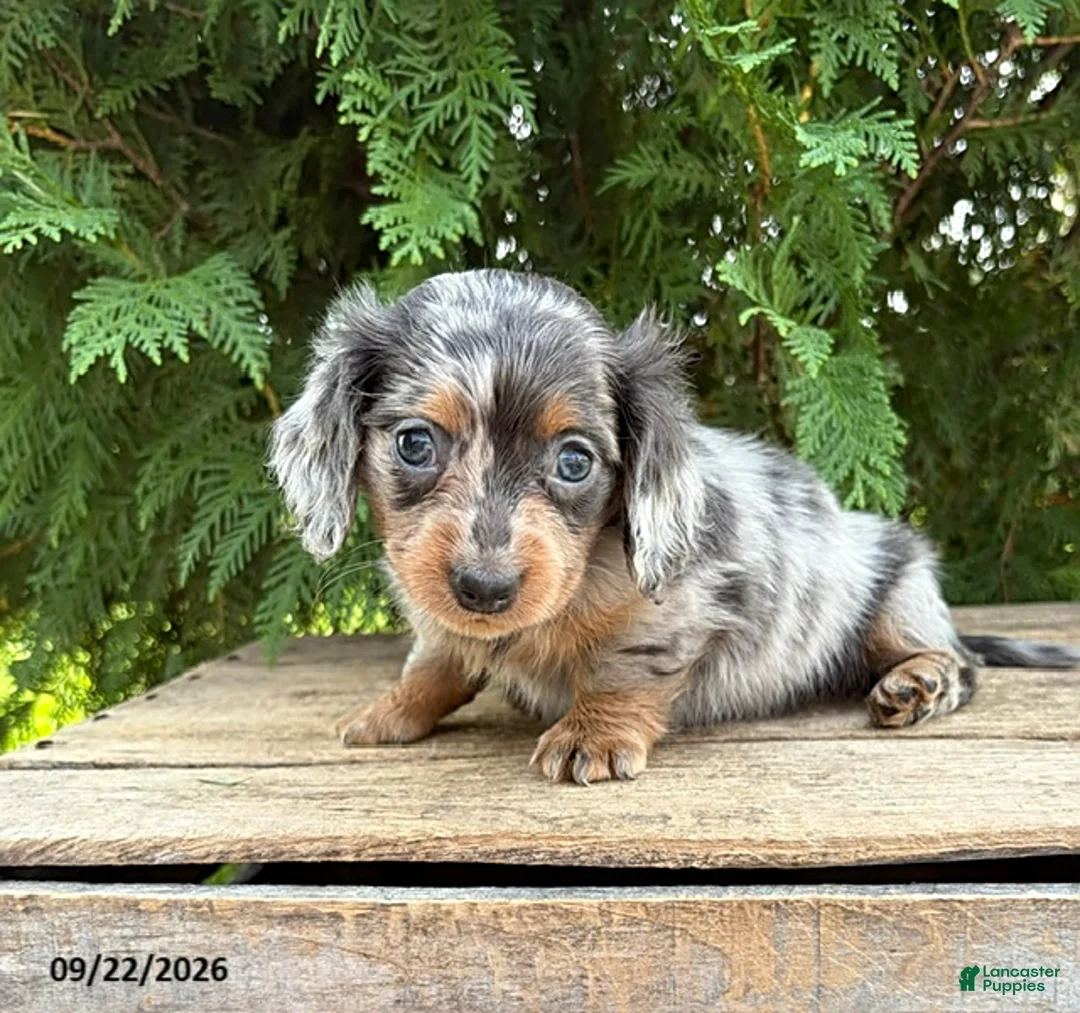 Miniature Dachshund dogs for sale: Crew - Ad 2