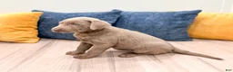 Labrador Retriever dogs for sale: Nora - Ad 4