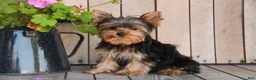 Yorkshire Terrier dogs for sale: Spunky - Ad 4
