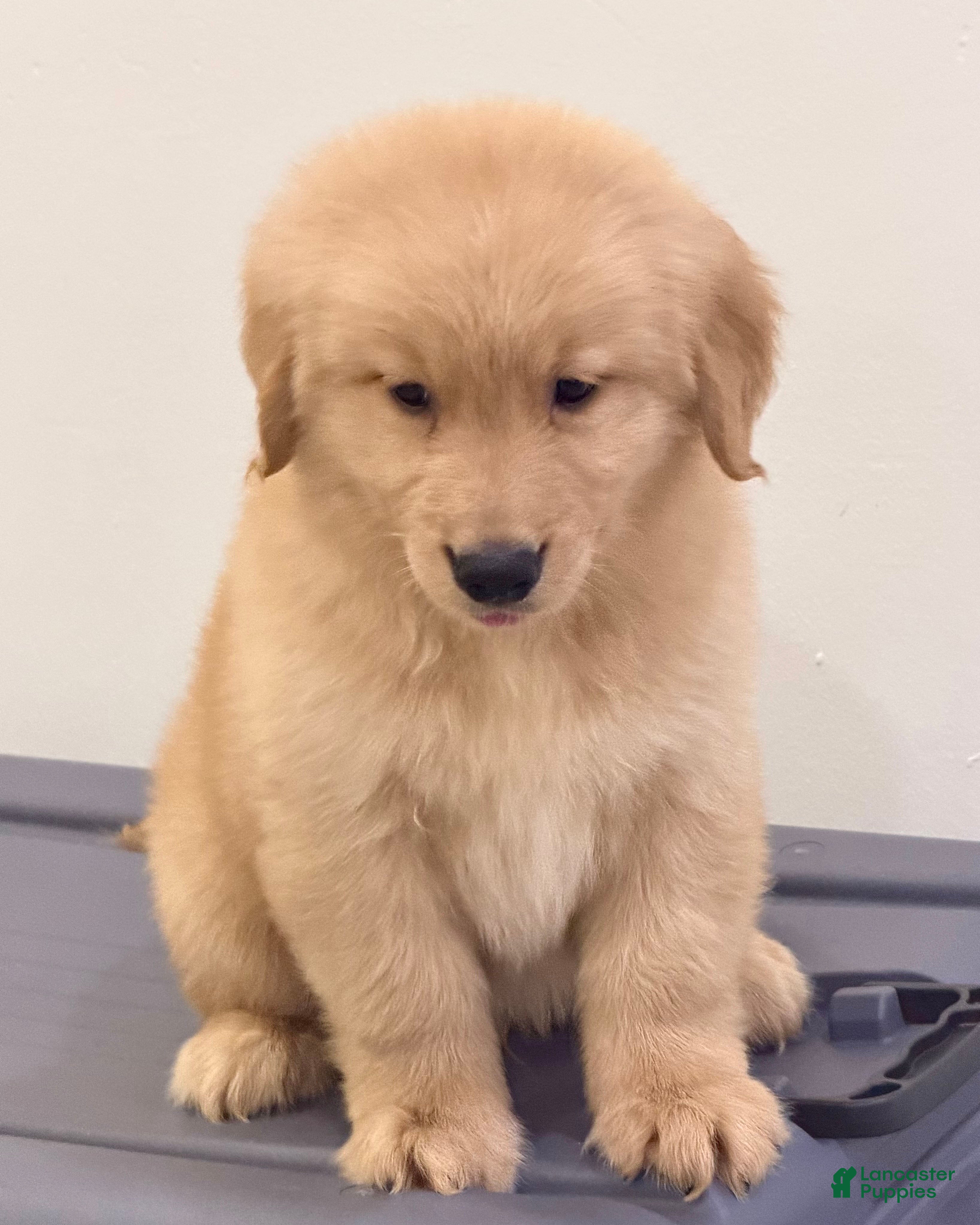 Golden Retriever dogs Golden Retriever 8 - Ad 21