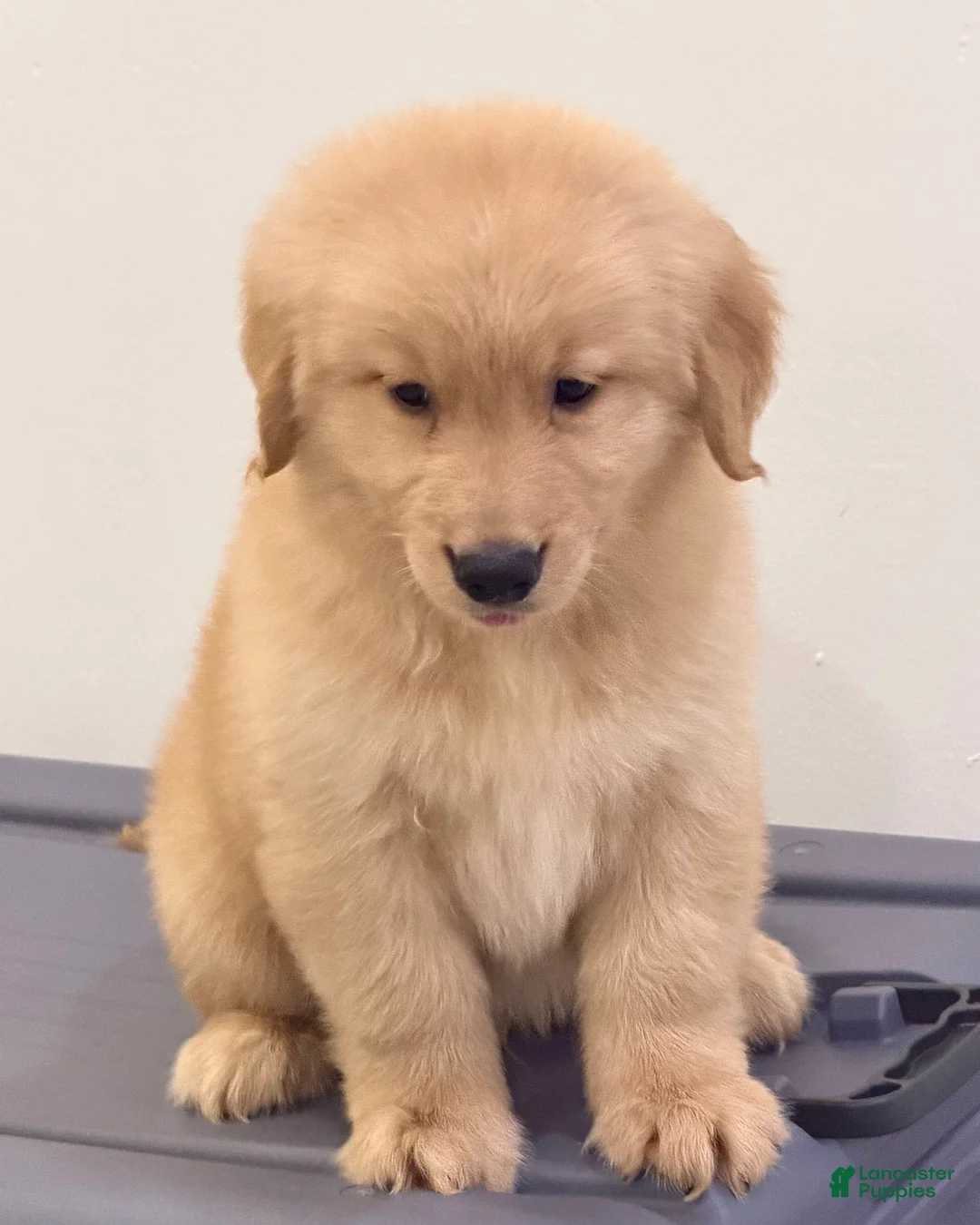 Golden Retriever dogs for sale: Golden Retriever 8 - Ad 1