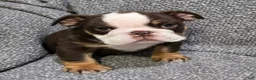 English Bulldog dogs for sale: Motley - Ad 3