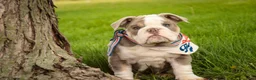 English Bulldog dogs for sale: Nate English Bulldog Puppy  - Ad 11