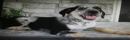Mixed Breed dogs for sale: Mixed Breed 1 Coyote - Ad 3