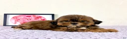 Shihpoo dogs for sale: Gretchen - Ad 15