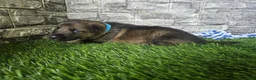 German Shepherd dogs for sale: German Shepherd 1 - Ad 3