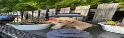 Toy Poodle dogs for sale: Suede - Ad 3