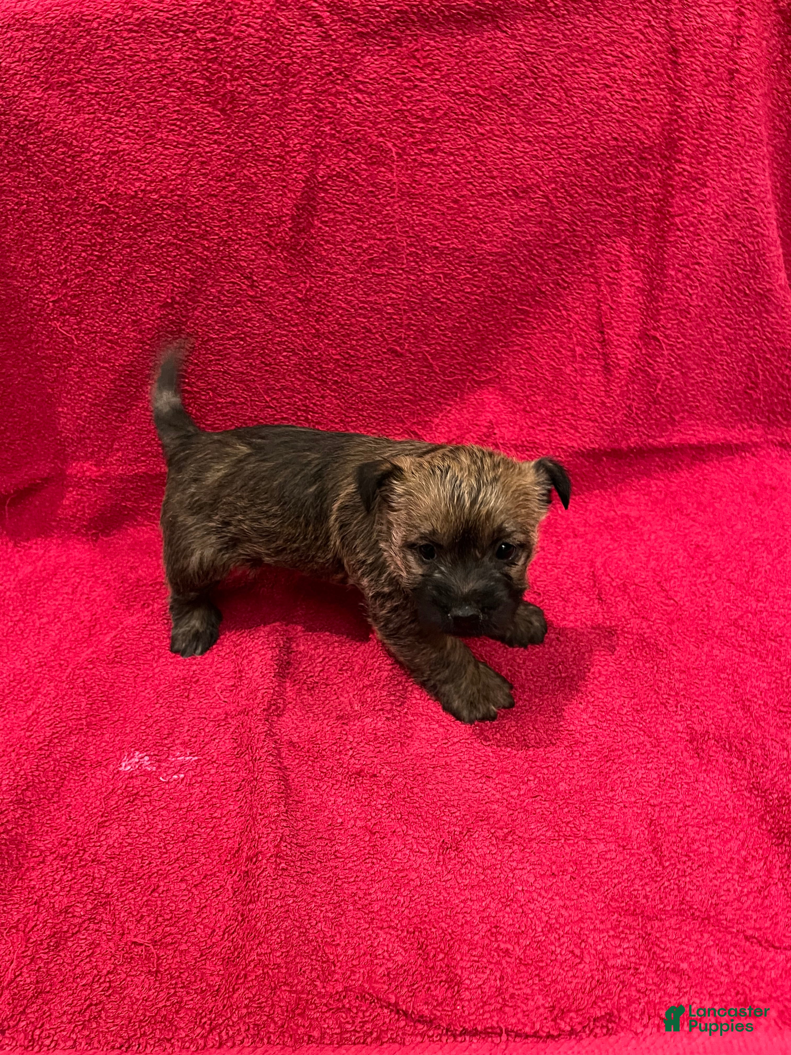 Cairn Terrier dogs Buttercup - Ad 3