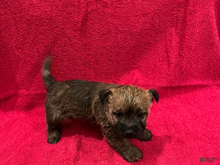 Cairn Terrier dogs Buttercup - Ad 3