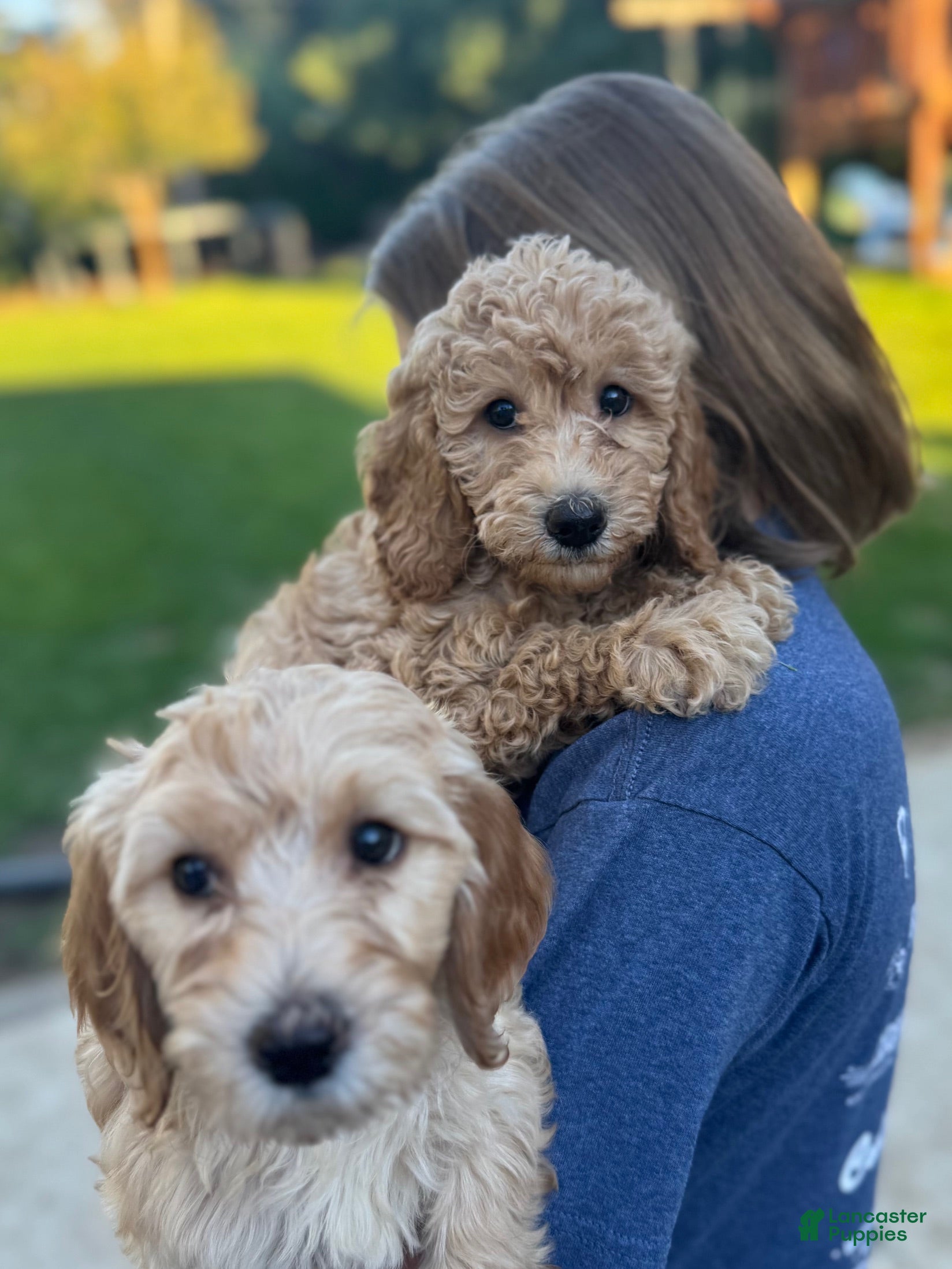 Doodle / designer cross (Doodle / designer cross, Female) in West Chicago, IL