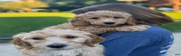 Miniature Labradoodle dogs for sale: Miniature Labradoodle 2 - Ad 1