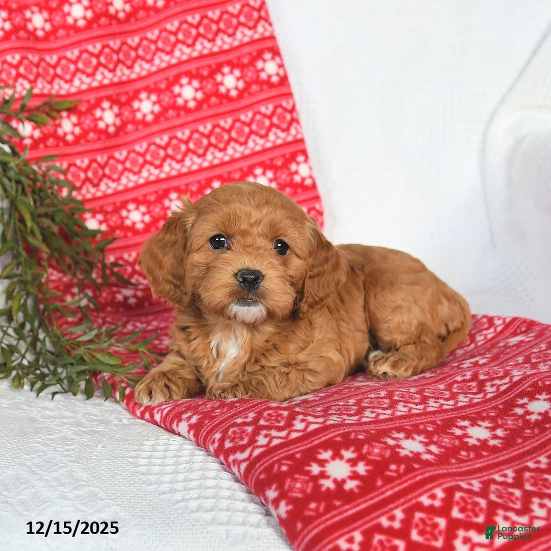 Cockapoo dogs for sale: Ophelia - Ad 2