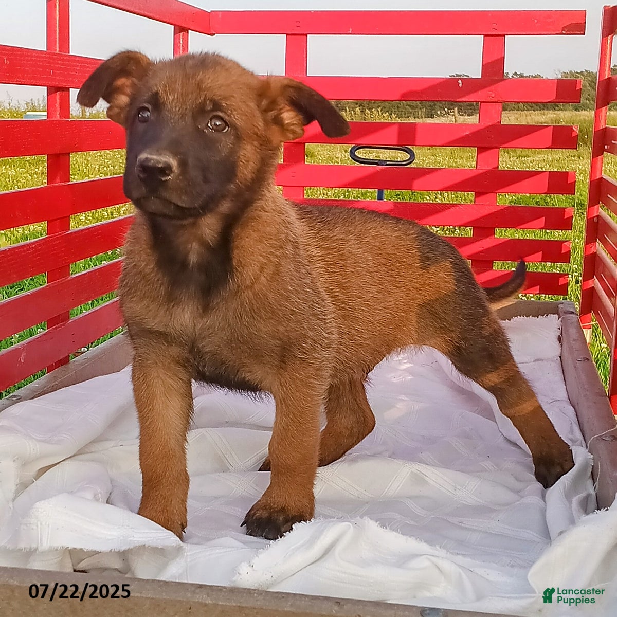 Adoption Fee Belgian Malinois Bloodhound Mix Belgian Shepherd