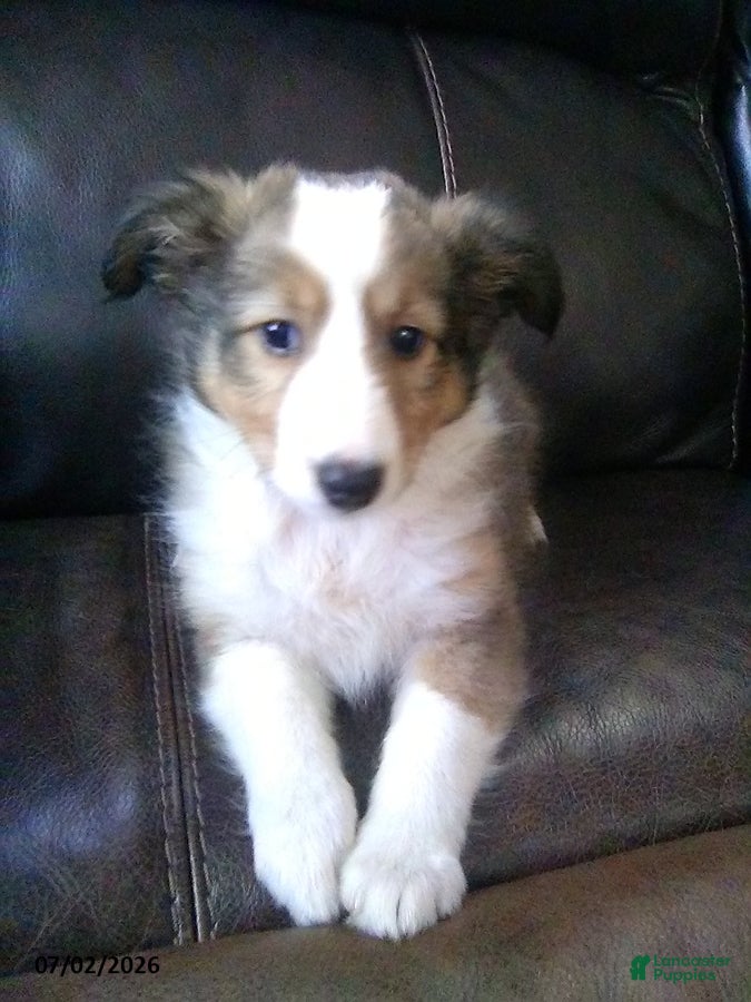 Shetland Sheepdog dogs Colter - Ad 1