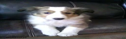 Shetland Sheepdog dogs for sale: Colter - Ad 1