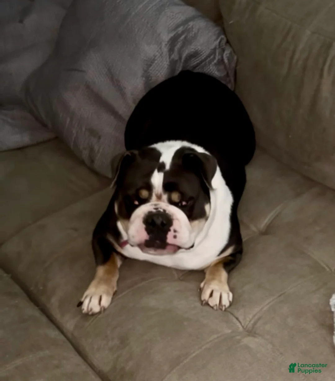English Bulldog dogs for sale: Moon Pie - Ad 4
