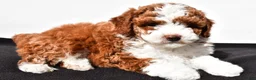 Miniature Poodle dogs for sale: Teddy - Ad 4
