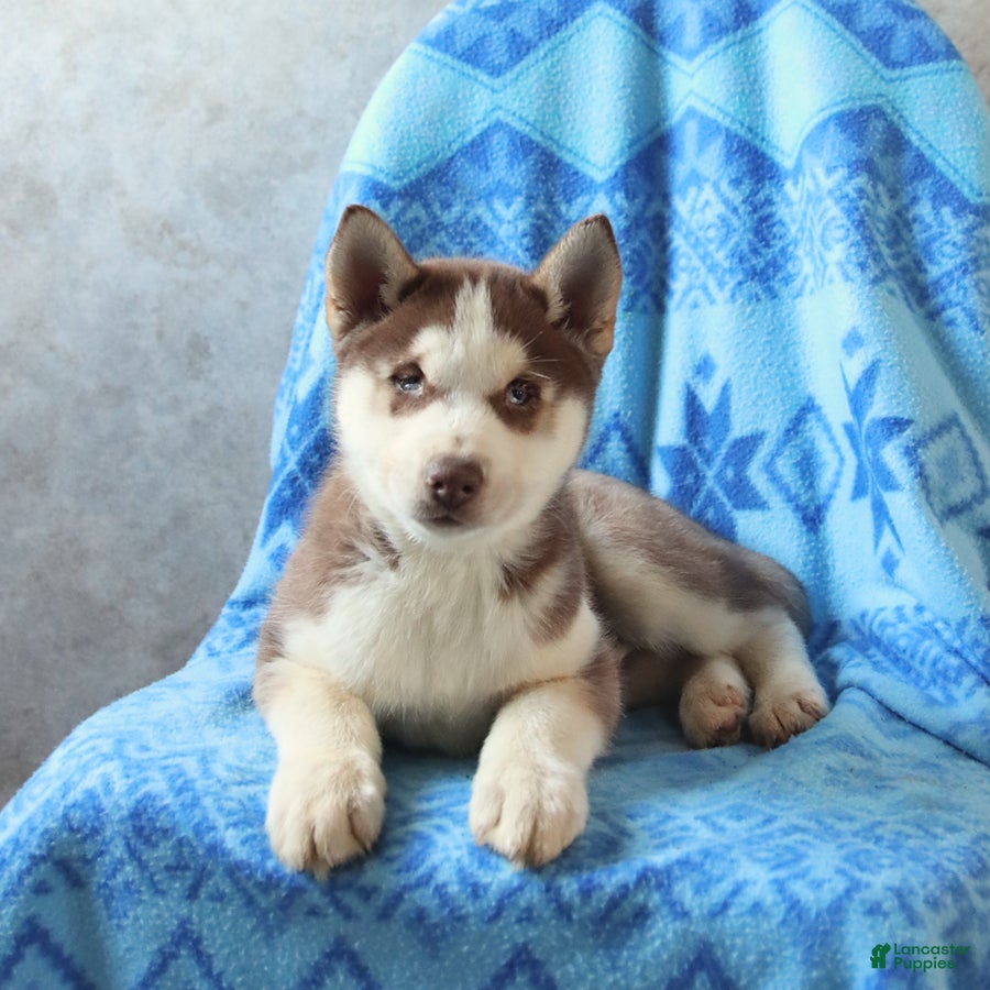 Siberian Husky dogs Togo - Ad 1