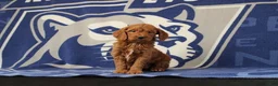 Mini Goldendoodle dogs for sale: Eva - Ad 1