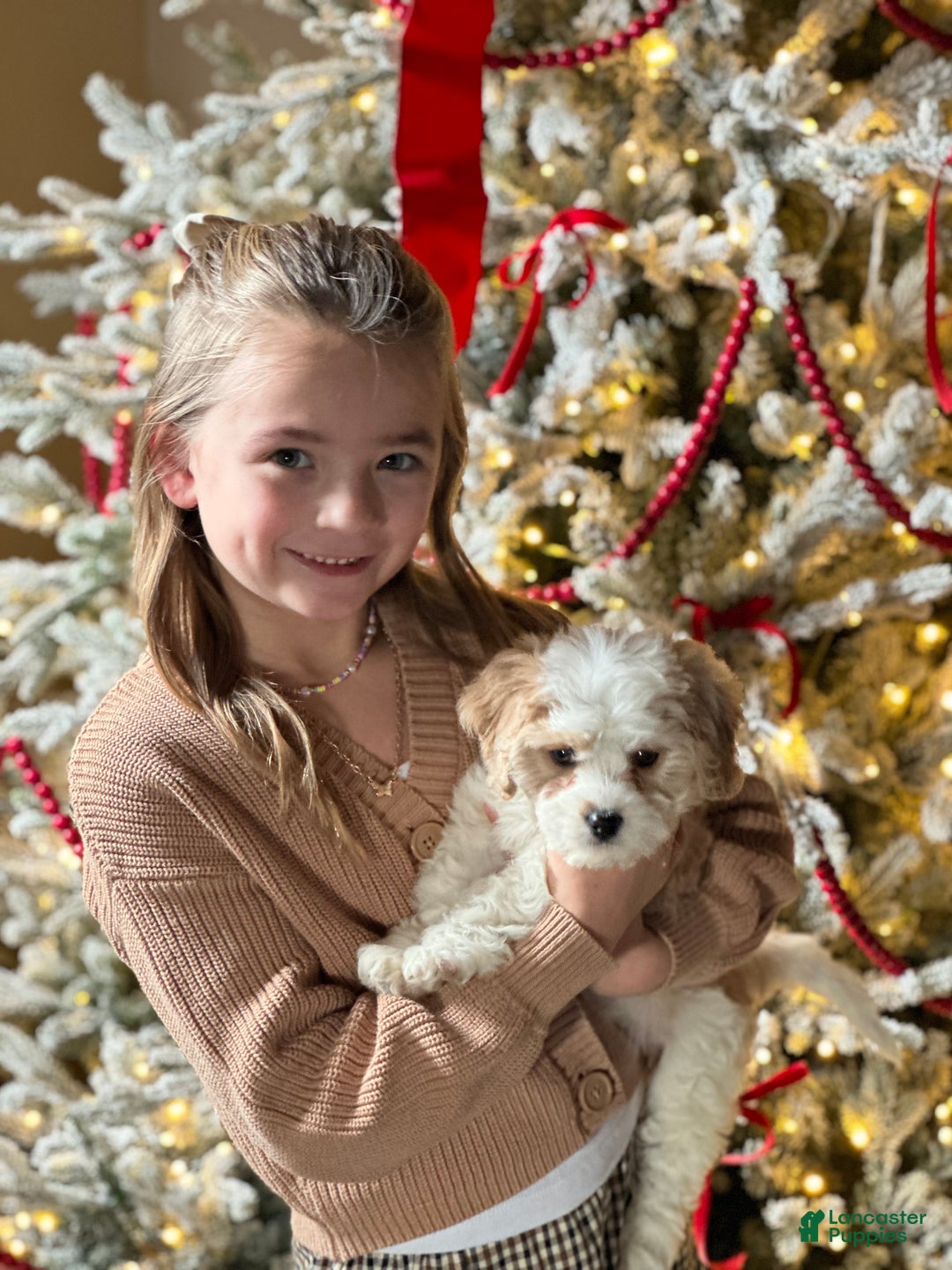 Cavachon dogs for sale: Cavachon Puppy 1 - Ad 7