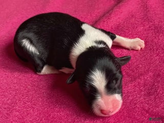 Mixed Breed dogs for sale: Star - Ad 2